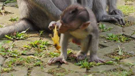 young monkey with his mother