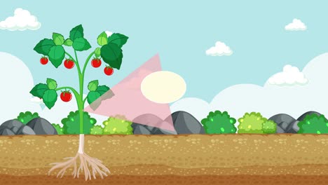 animación educativa del crecimiento y la estructura del tallo de una planta