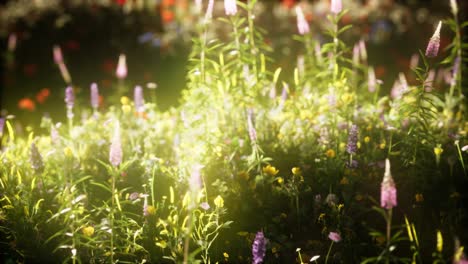 wild flowers in the field