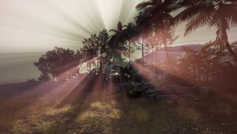 los rayos del atardecer a través de las palmeras