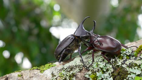 two male xylotrupes ulysses rhinoceros beetles battle in papua new guinea