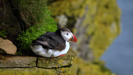 wild atlantic puffin seabird in the auk family in iceland.