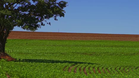 soybean field in organic bio natural  agricultural farm, established shot with big tree and clear blue sky