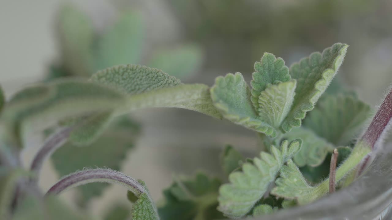 Nahaufnahme von frischen, biologischen grünen Kräuterblättern mit texturierter Oberfläche, möglicherweise Salbei oder Minze. Gesunde pflanzliche Zutat für vegetarisches Kochen und natürliche Wellness-Heilmittel.
