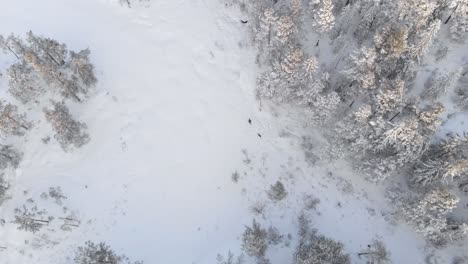 A-Distant-View-Of-A-Man-Cross-Country-Skiing