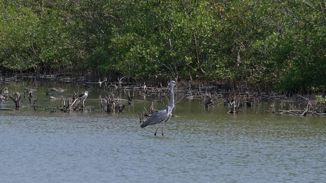 mirando hacia la derecha y girando la cabeza para mirar hacia la cámara mientras está de pie en el agua, garza gris ardea cinerea, tailandia