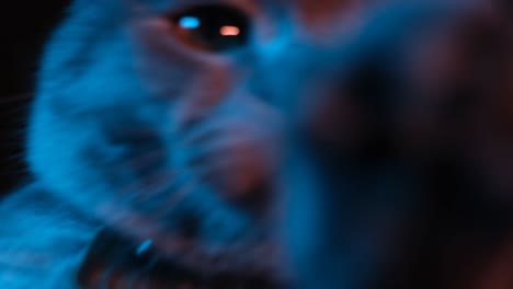 The Cat Bobs its Head to the Music the Cat Bobs its Head to the Music Cheerful Dancing Cat on a Black Background