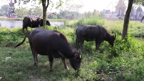 búfalos pastando en una zona cubierta de hierba a la orilla del río