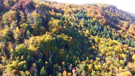 fast flight over autumn coloured foliage mixed forest with beautiful autumn colours and downward camera movement