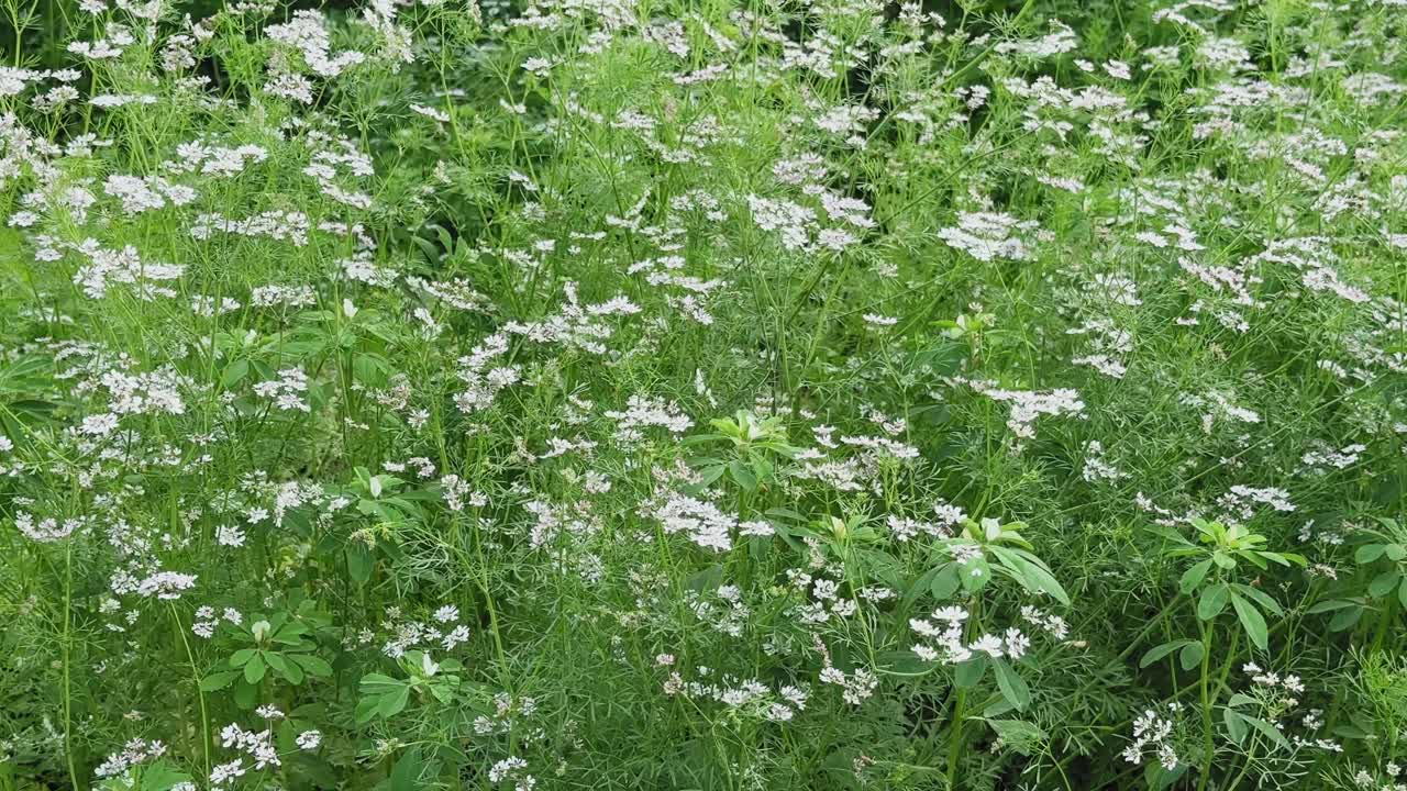 Static view of coriander plants in flowering stage,thin green stems with delicate white blossoms spread densely across the frame,soft daylight,calm rural farm atmosphere