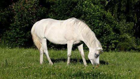 white horse is grazing in a spring meadow