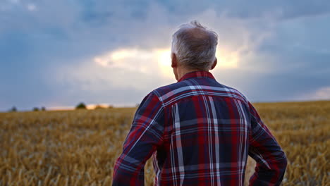 grey-haired man in checkered shirt stands in the field. farmer looks at his wheat farmlands at sunset.