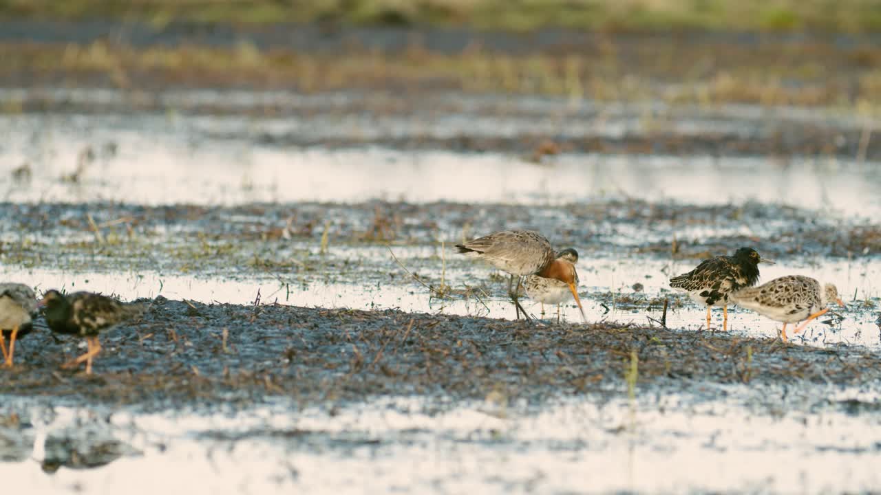 검은꼬리도요와 멍새 무리가 습지에서 봄철 이동하는 동안 풀밭에 먹이를 주고 있다