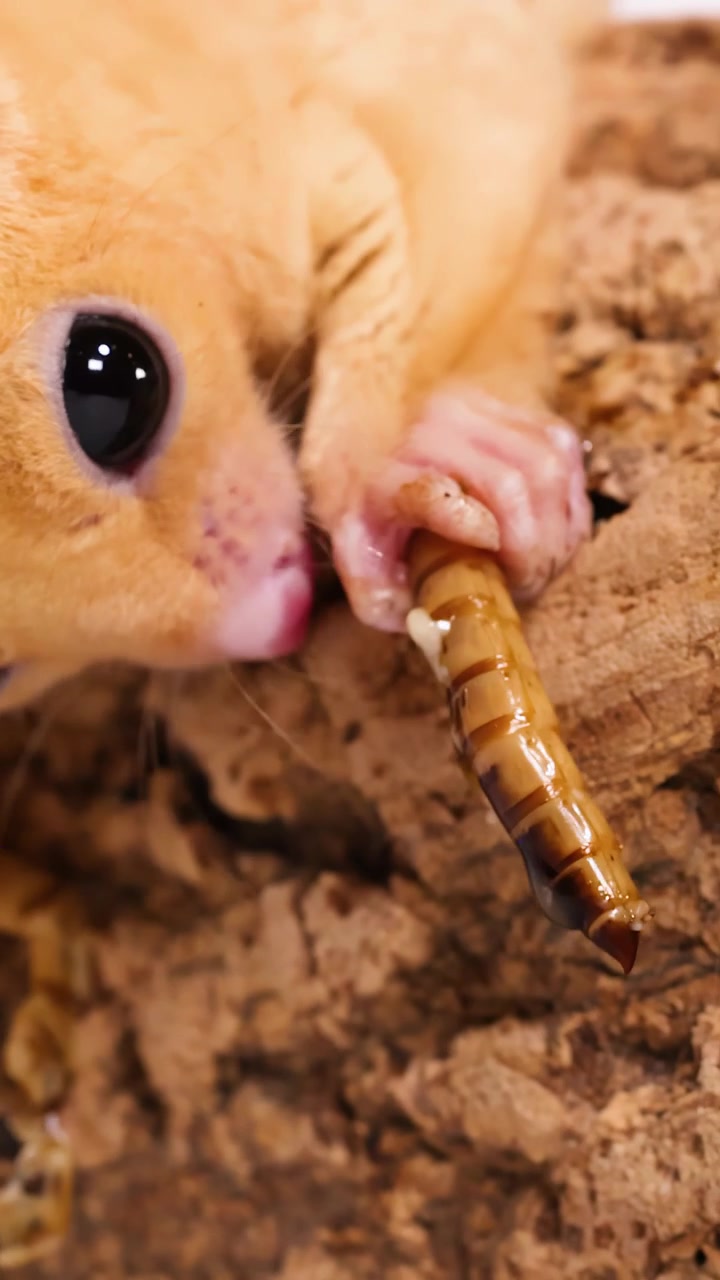 Scatto macro in studio di un marsupiale petaurus dello zucchero che mangia un verme della farina su corteccia d'albero.