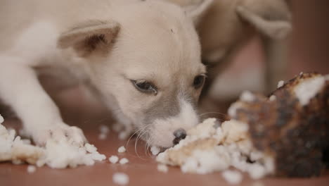 primer plano de cachorros comiendo comida sobrante