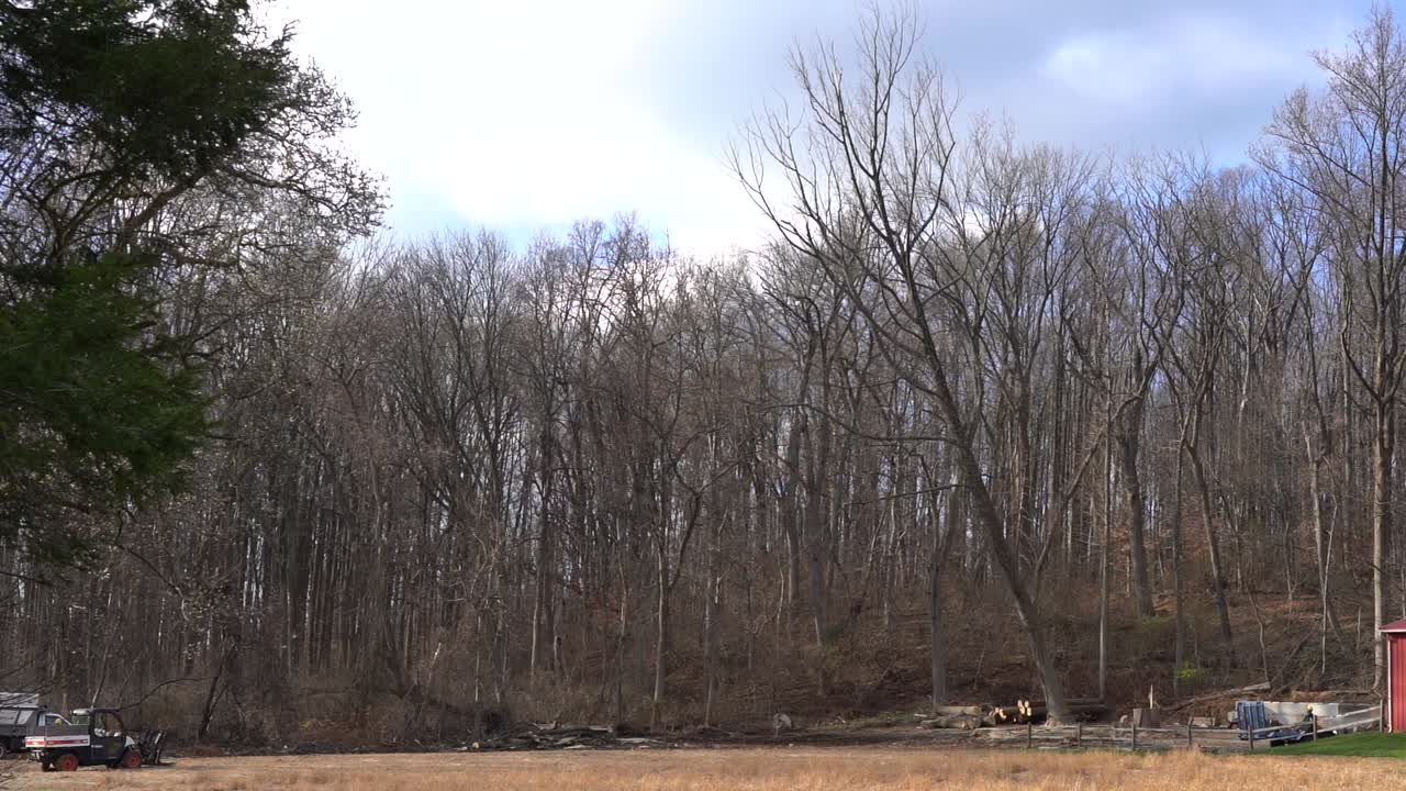 A tree falling down in slow motion after being cut