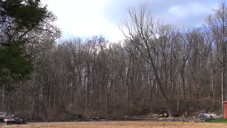 a tree falling down in slow motion after being cut