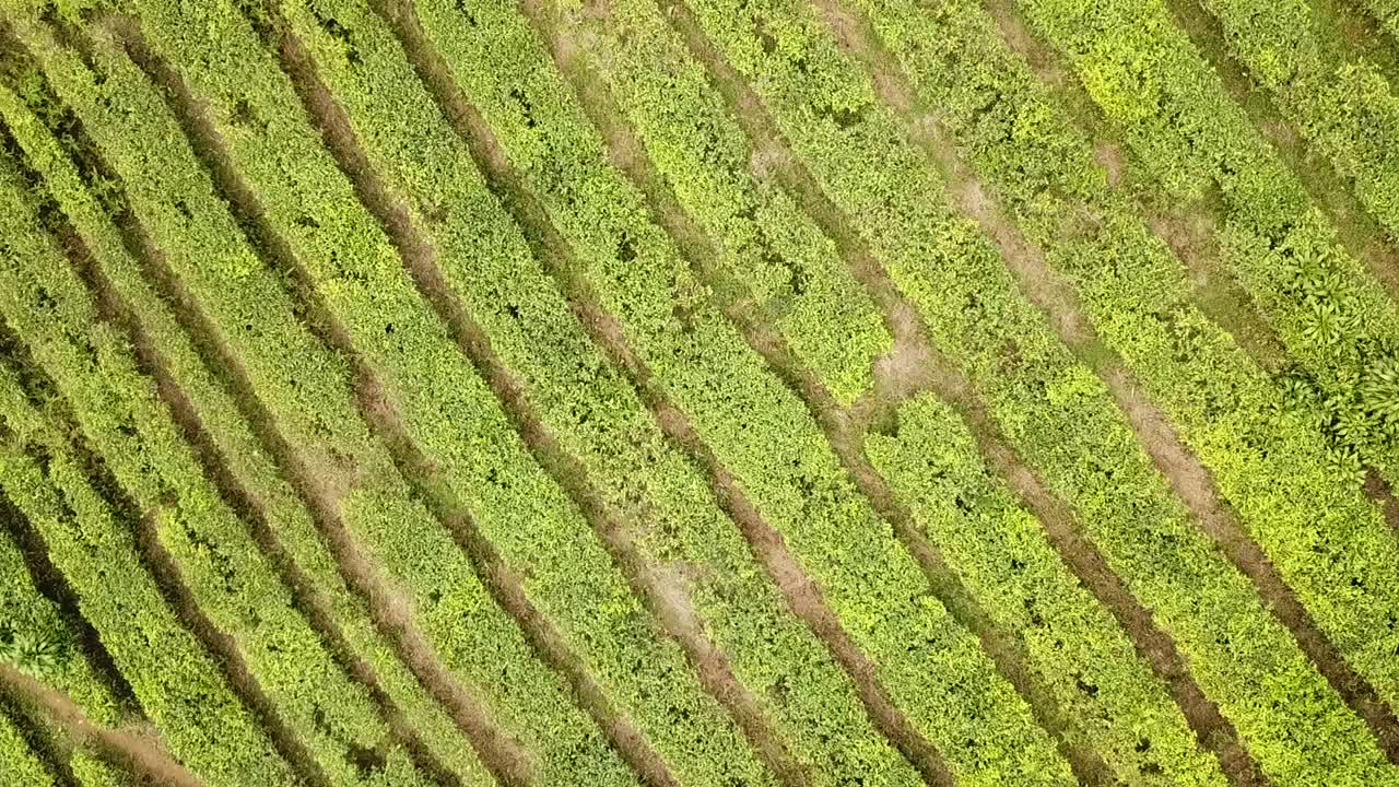 Drone view of tea plantation pulling up and rotating, Java, Indonesia