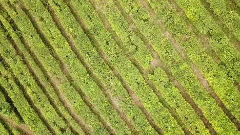 vista por drones de una plantación de té tirando hacia arriba y girando, java, indonesia