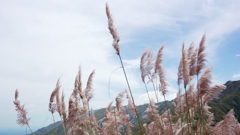 las flores de la hierba de la pampa se balancean en la brisa de verano en las montañas