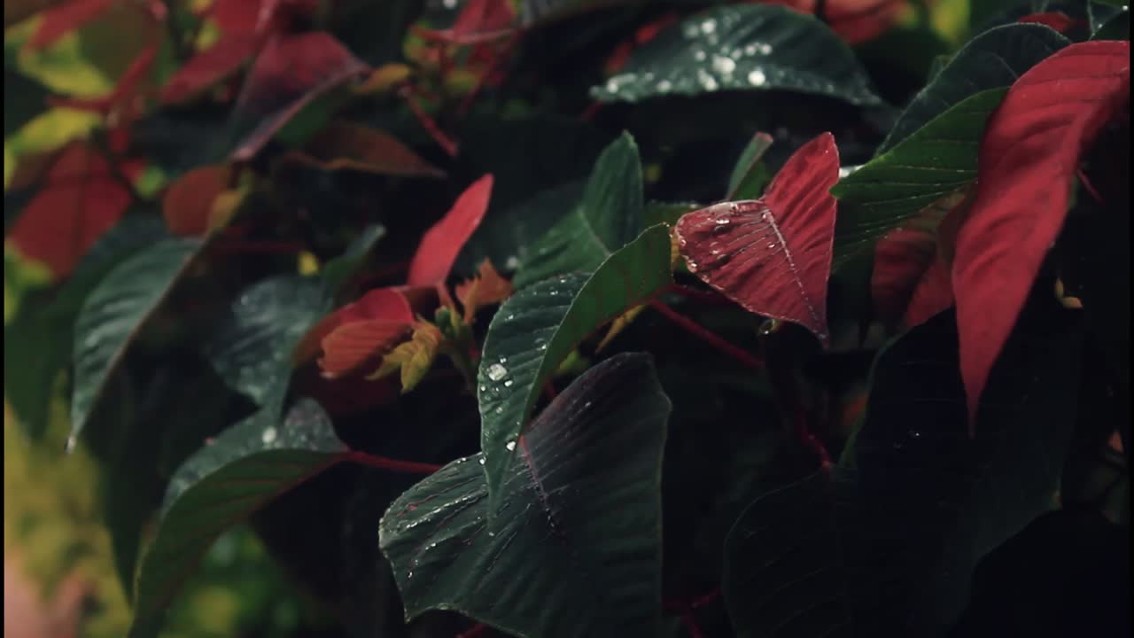Foglie di Poinsettia con gocce d'acqua