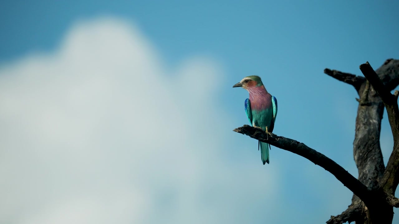 Un vivace uccello ghiandaia marina pettolilla posato su un ramo secco contro un cielo azzurro con nuvole soffici. Autentica osservazione della fauna selvatica in Sudafrica