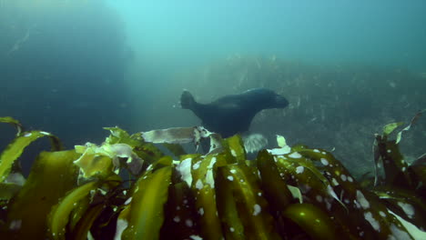 curious grey seal during a cold water dive