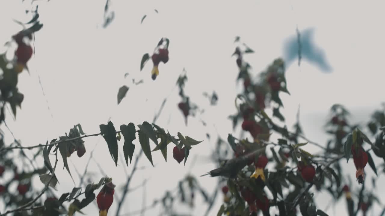 자연의 벌새, 먹이를 주는 동안 날개를 펄럭임 - 낮은 각도