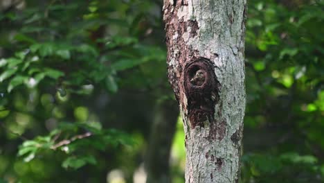 Collared-Owlet,-Taenioptynx-brodiei,-Kaeng-Krachan,-Thailand