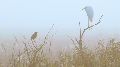 white egret and green heron perched on branches in foggy morning at swamp