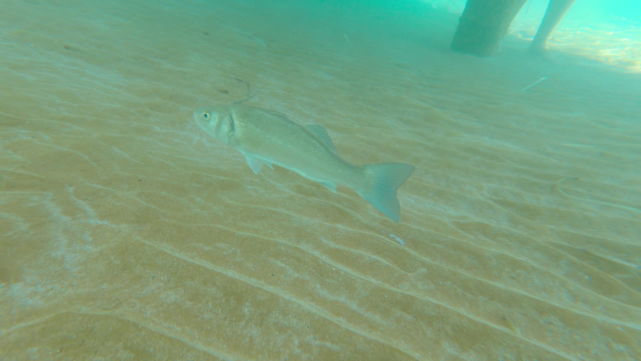 European seabass fish swimming under a pier bridge in the sea