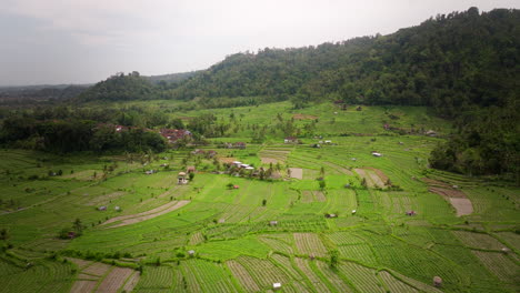 Vibrant-green-rice-terraces,-deep-green-jungle-with-a-overcast-feel,-drone,-slow-and-straight