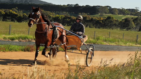 colorful harness horse training on track