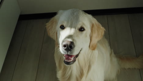 golden retriever looking up