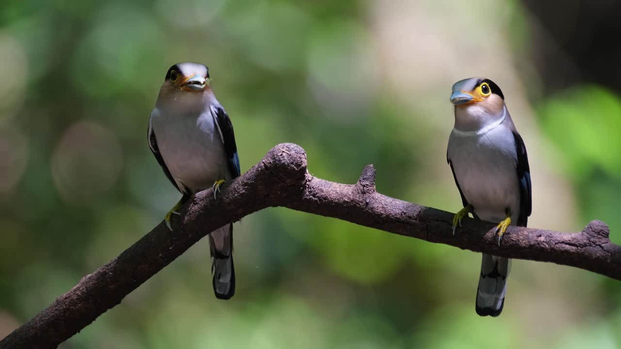 Female and Male facing each other with food in the mouth about to deliver food into the nest, Silver-breasted Broadbill, Serilophus lunatus, Kaeng Krachan national Park, Thailand