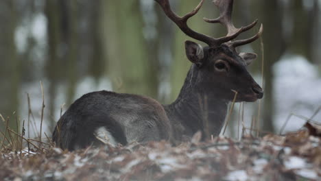 Porträt-Eines-Jungen-Hirsches,-Der-Sich-Ausruht-Und-Im-Verschneiten-Wald-Der-Tschechischen-Republik-Liegt