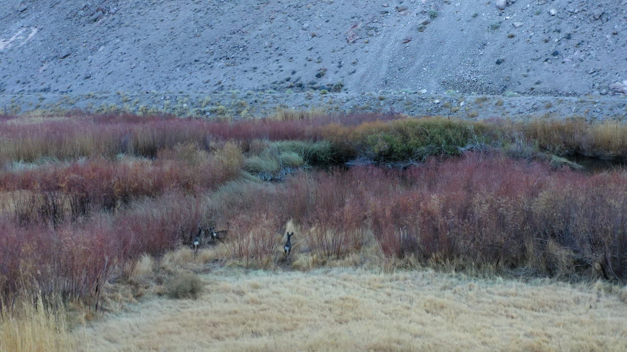 ciervos salvajes corriendo sobre el agradable suelo del valle en bishop california