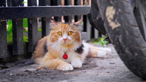 adorable cat staring inquisitively into the camera lens