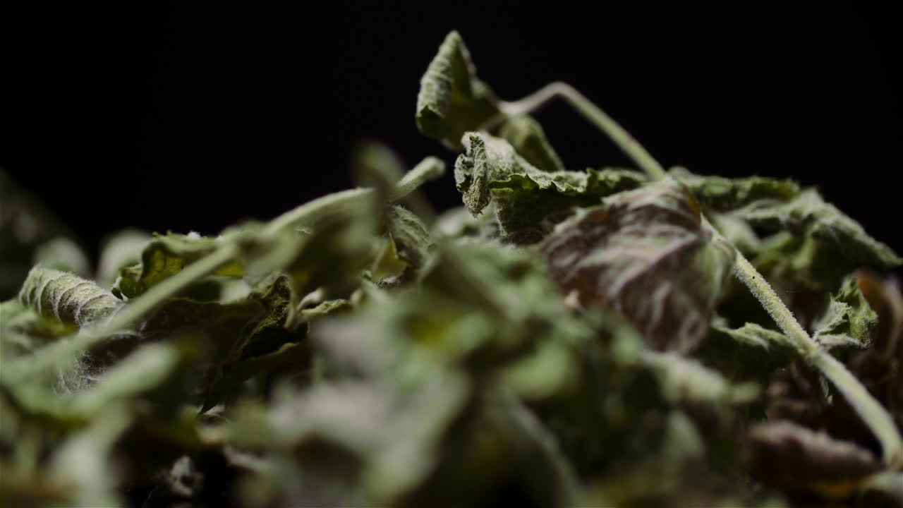 검은 배경 1에서 회전하는 마른 민트 잎