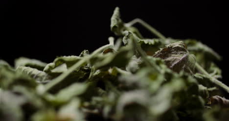 hojas de menta seca girando sobre fondo negro 1