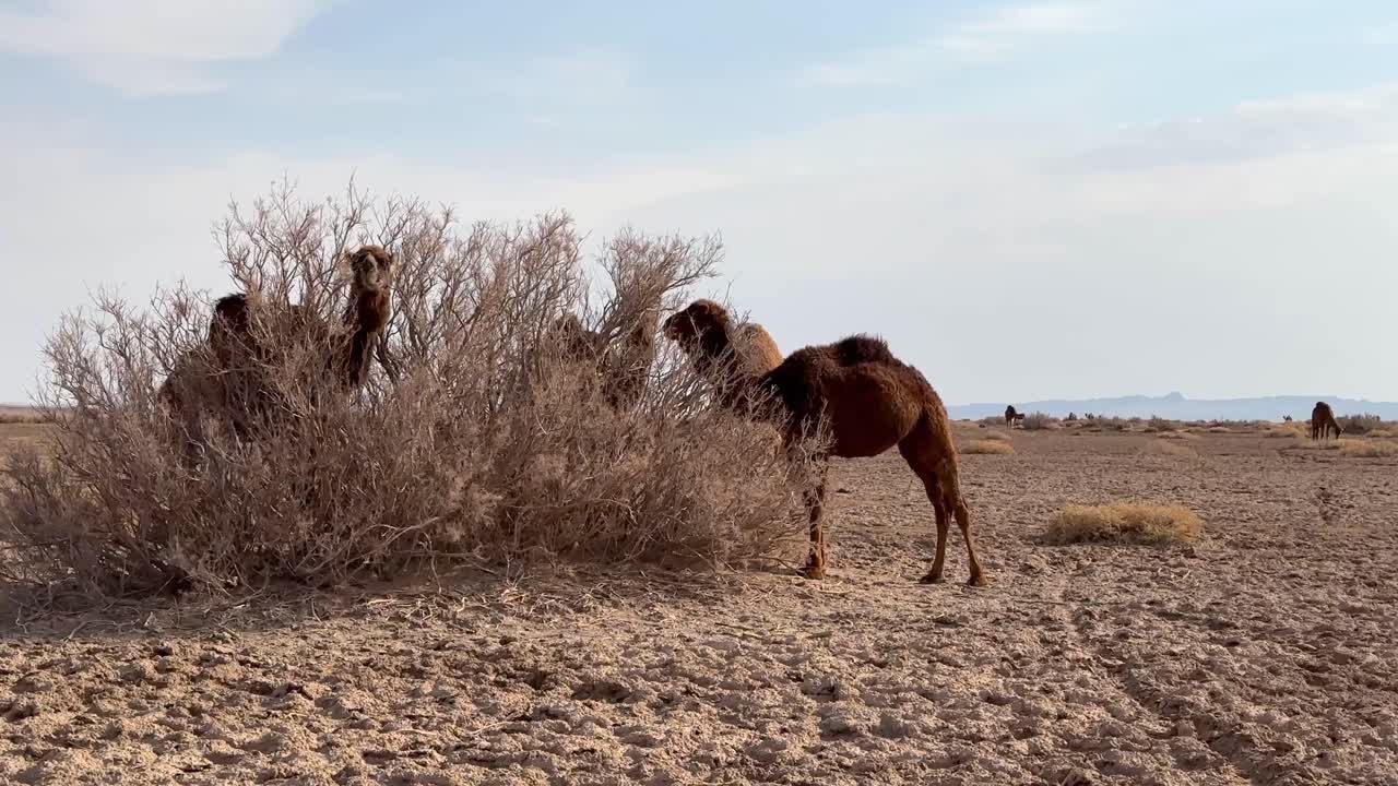 camellos comiendo pasto pasto seco arbustos follaje plantas del desierto en la temporada de verano en irán nebkha o nebka es una duna de arena que se forma alrededor de la vegetación en el desierto de lut la resistencia de los camellos tolera el clima cálido