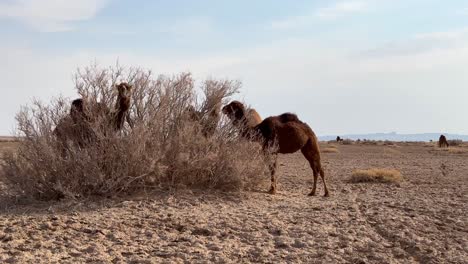 Camellos-Comiendo-Pasto-Pasto-Seco-Arbustos-Follaje-Plantas-Del-Desierto-En-La-Temporada-De-Verano-En-Irán-Nebkha-O-Nebka-Es-Una-Duna-De-Arena-Que-Se-Forma-Alrededor-De-La-Vegetación-En-El-Desierto-De-Lut-La-Resistencia-De-Los-Camellos-Tolera-El-Clima-Cálido