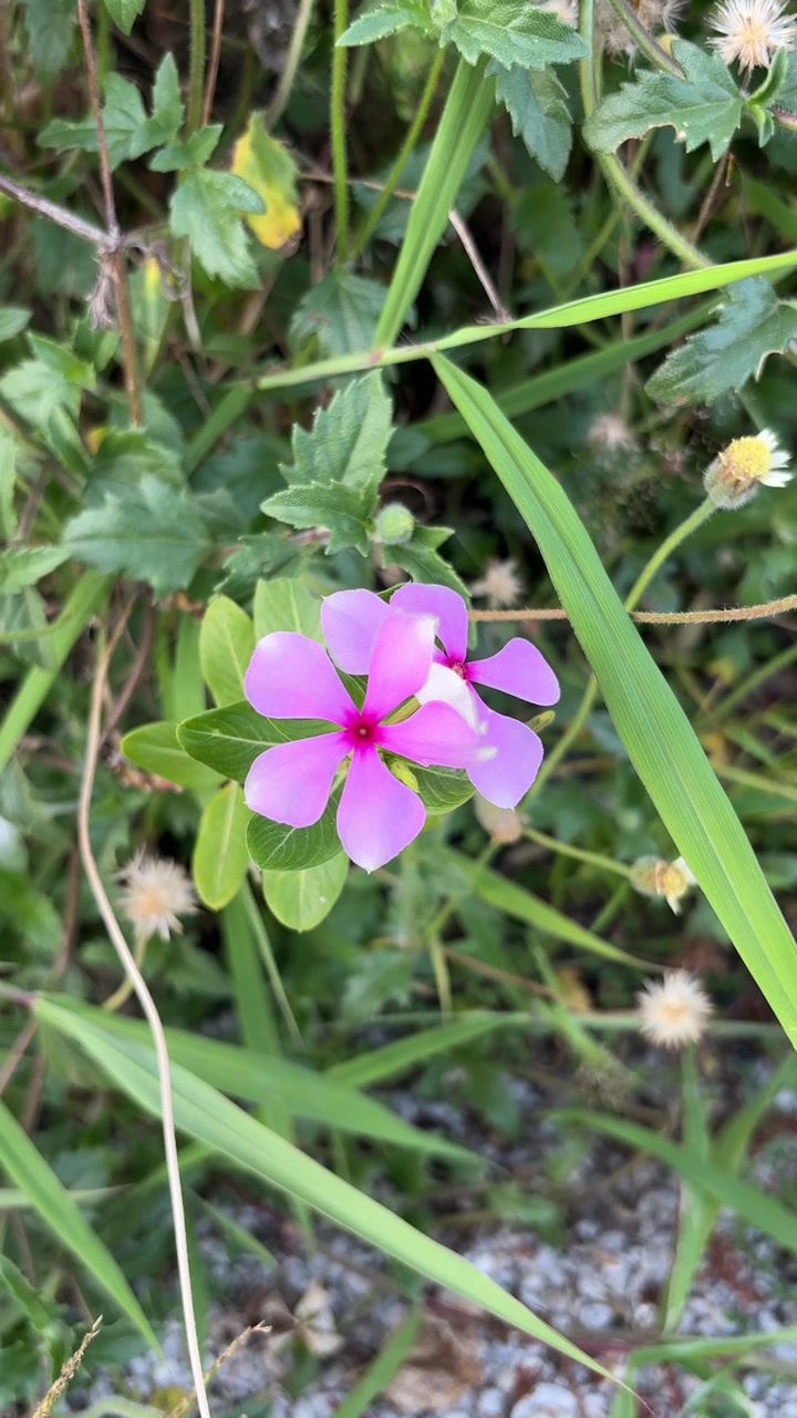 Vibrant Pink Periwinkle Flower Swaying in Green Grass