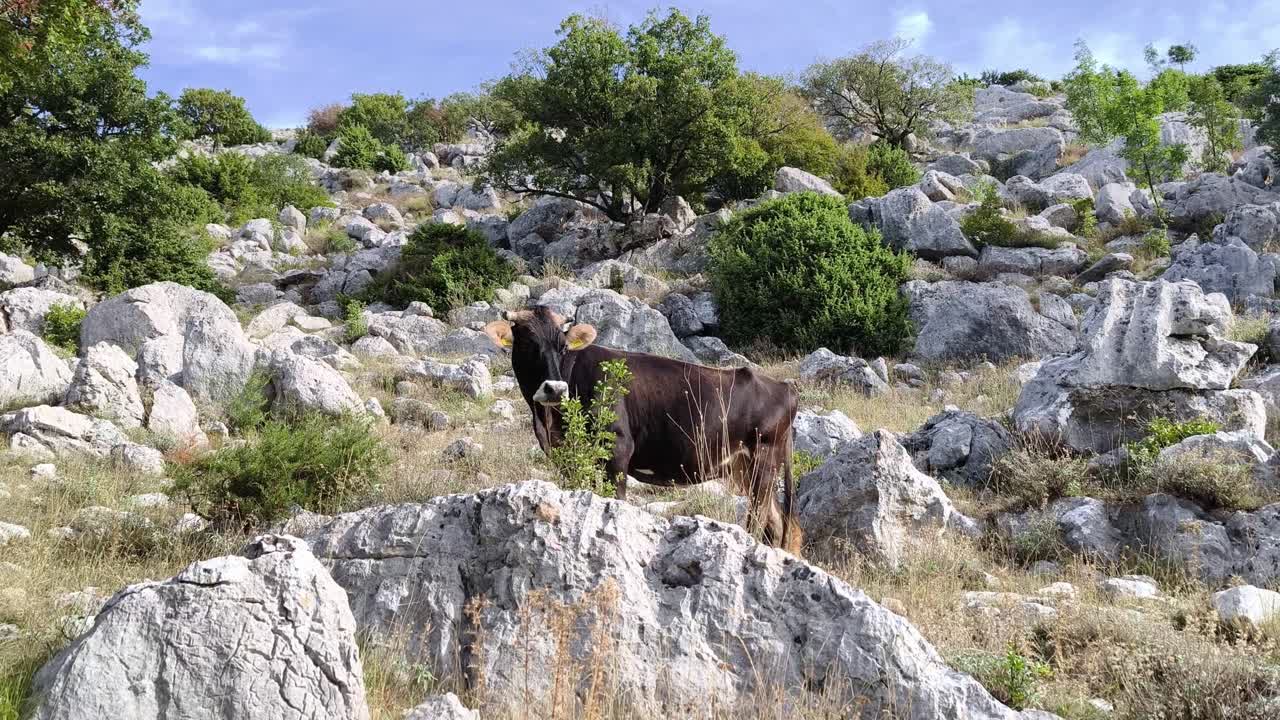 Una mucca pascola pacificamente su un prato di montagna in un paesaggio naturale durante il giorno in Croazia.