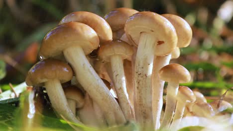 Hongos-Armillaria-De-Agárico-De-Miel-En-Un-Bosque-Soleado-Bajo-La-Lluvia.