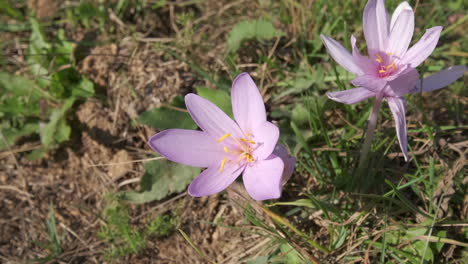 saffron flower purple blossom petal