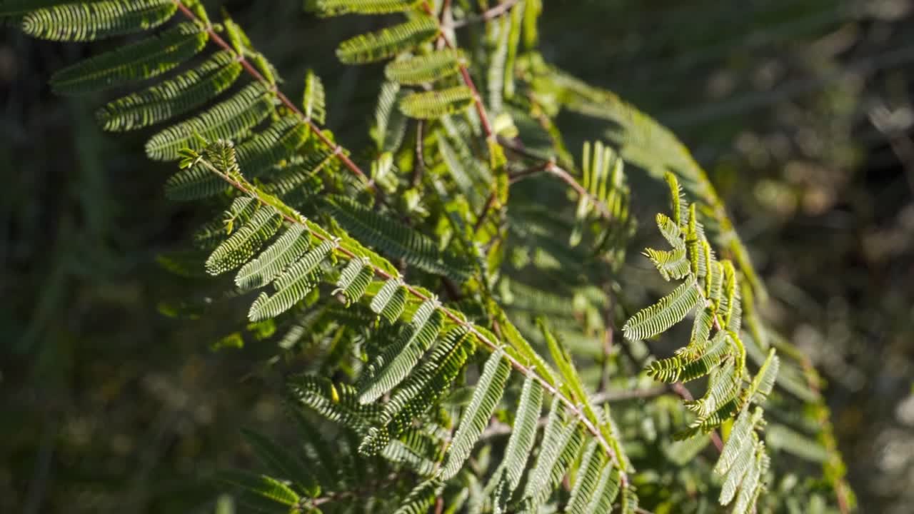 rama de helecho y vegetación en movimiento