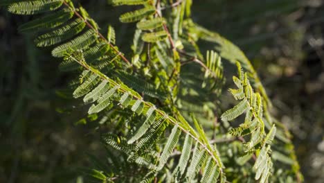 fern branch and vegetation in motion