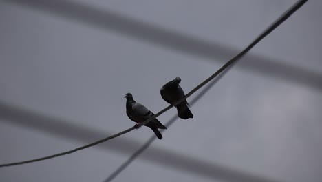 Eine-Taube-Fliegt-Vom-Draht-Weg