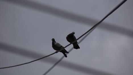una paloma volando lejos del alambre